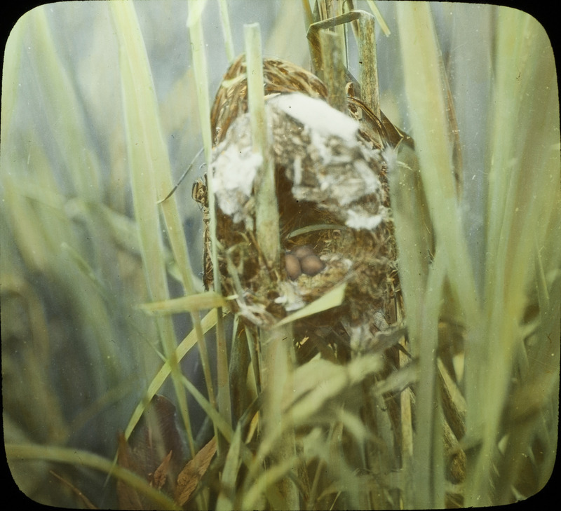 A Long-billed Marsh Wren nest containing three eggs, located on the Brady Ranch, Atkinson, Nebraska, June 6, 1929. Slide originally titled "Long-billed Marsh Wren." The lantern slide is hand-colored. Rosene provides details on photograph.