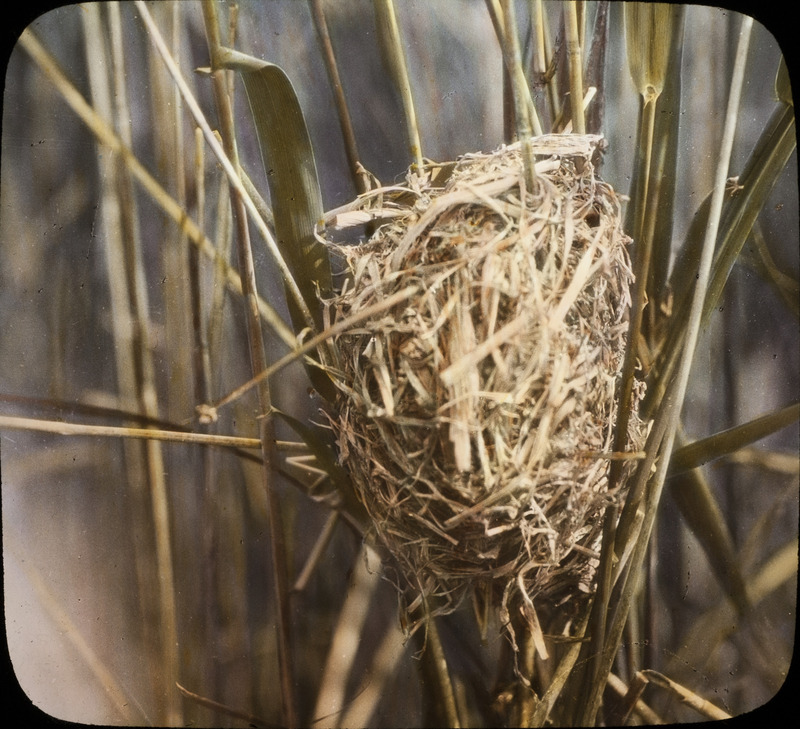 A Long-billed Marsh Wren nest located in Cherry County, Nebraska, June 5, 1930. Slide originally titled "Long-billed Marsh Wren Nest." The lantern slide is hand-colored. Rosene provides details on photograph.