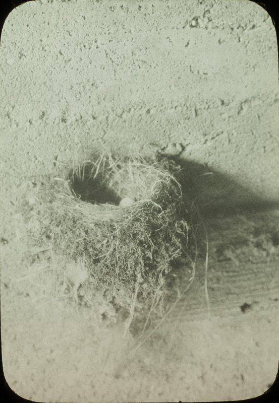 A Phoebe nest containing four eggs, built in a cement culvert, May 5, 1925. Slide originally titled "Phoebe." Rosene provides details on photograph.