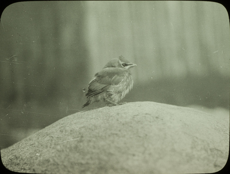 A young Cedar Waxwing perching on a rock at Woman Lake, Minnesota, July 31, 1924. Slide originally titled "Young Cedar Waxwing." Rosene provides details on photograph.