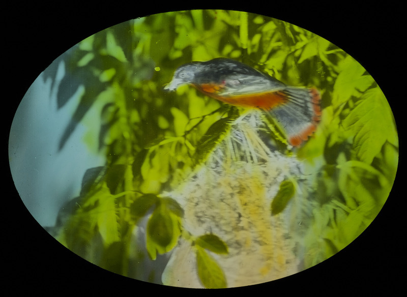 A male Baltimore Oriole sitting by a nest built fifteen feet up in a box elder tree on John Nylander's yard in Ogden, June 25, 1928. Slide originally titled "Baltimore Oriole at Nest." The lantern slide is hand-colored. Rosene provides details on photograph.