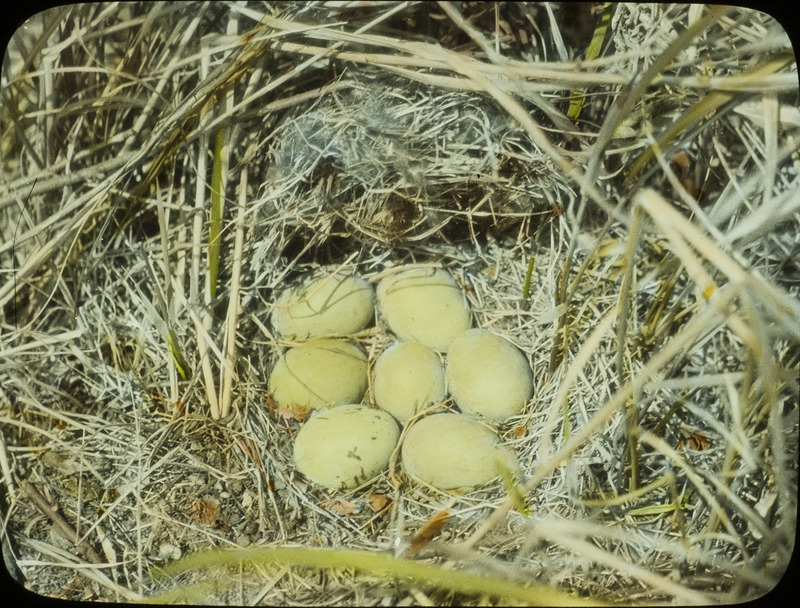 A Lesser Scaup nest containing seven eggs that were partly covered with dark down, June 19, 1924. Slide originally titled "Lesser Scaup Nest with Eggs." The lantern slide is hand-colored. Rosene provides details on photograph. These items are related to Rosene's journal: https://n2t.net/ark:/87292/w9jd4pp05.