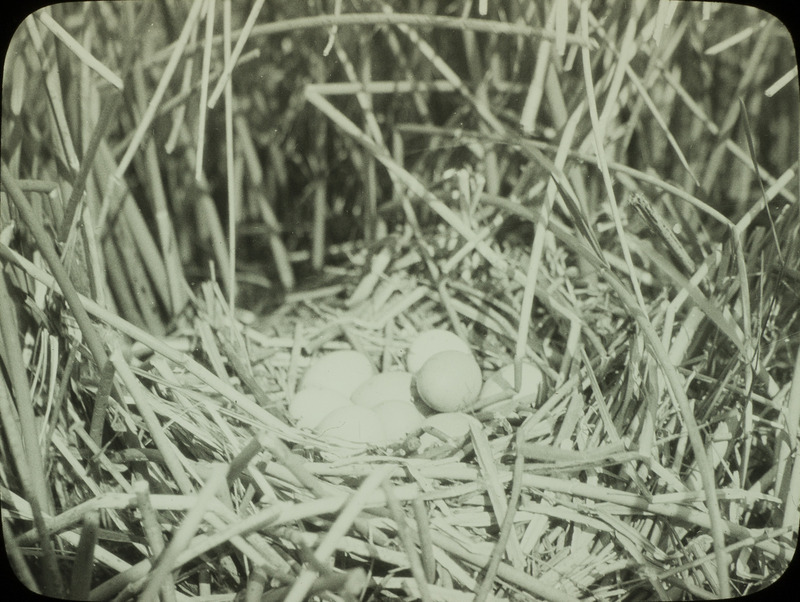 A Red Head Duck nest containing ten eggs, located in a slough near Stump Lake, North Dakota, June 17, 1924. Slide originally titled "Red Head Duck Nest." Rosene provides details on photograph. These items are related to Rosene's journal: https://n2t.net/ark:/87292/w9jd4pp05.