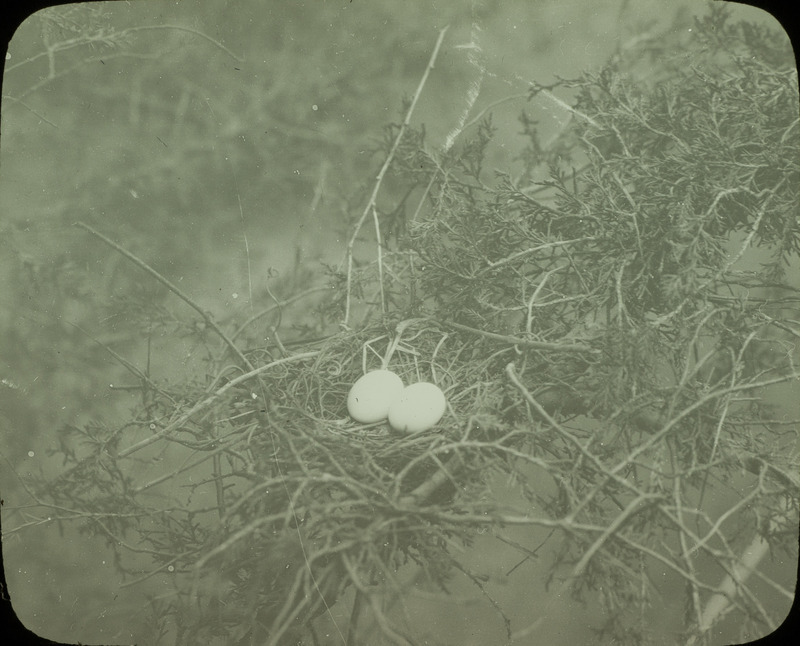 A Mourning Dove nest containing two eggs, located in a red cedar tree, May 15, 1924. Slide originally titled "Mourning Dove Nest." Rosene provides details on photograph.