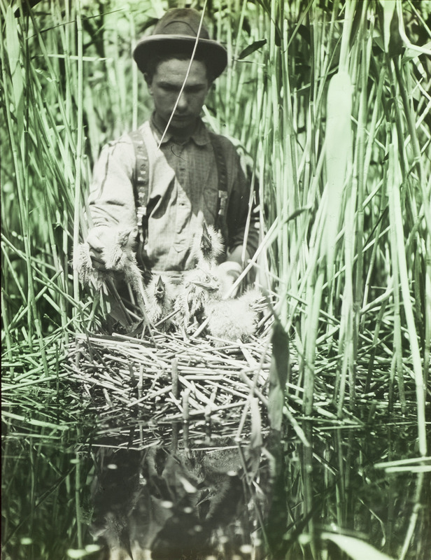 Walter Rosene standing by a Bittern nest containing several young. Slide originally titled "W.M. Rosene at Bittern Nest." The lantern slide is hand-colored.