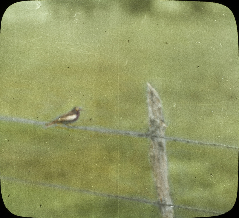 A partial albino blackbird perching on a fence wire. Slide originally titled "Partial Albino Blackbird." The lantern slide is hand-colored.