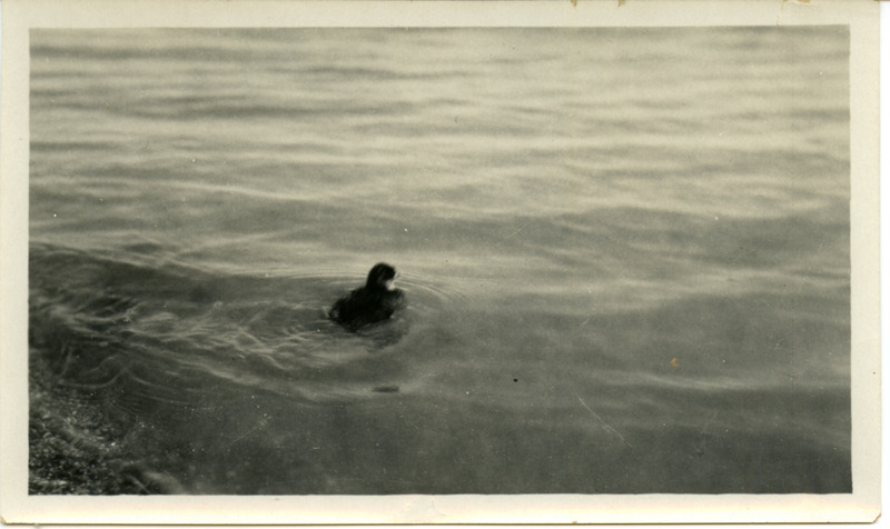 A young Eared Grebe swimming in open water, June 20, 1924. Photograph originally titled "Young Eared Grebe Swimming." Rosene provides details on back of photograph. This item is related to Rosene's journal: https://n2t.net/ark:/87292/w9jd4pp05.