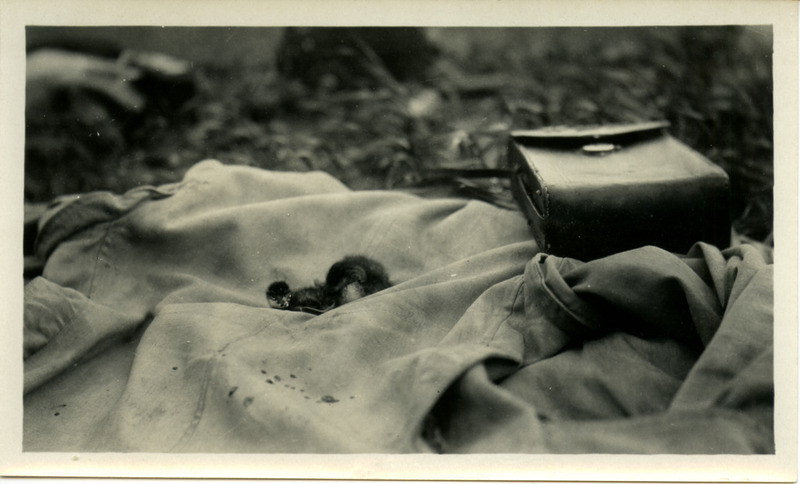 Two young Eared Grebes laying on an article of clothing located on the ground, June 19, 1924. Photograph originally titled "Two Young Eared Grebes." Rosene provides details on back of photograph. This item is related to Rosene's journal: https://n2t.net/ark:/87292/w9jd4pp05.