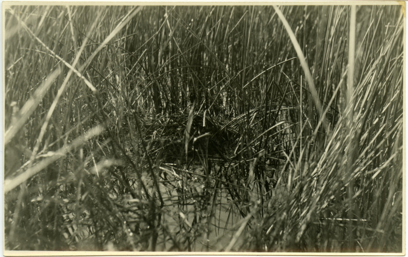 A covered, floating Pied-billed Grebe nest located amid thick rushes, June 22, 1922. Photograph originally titled "Covered Floating Nest of Pied Billed Grebe." Rosene provides details on back of photograph.