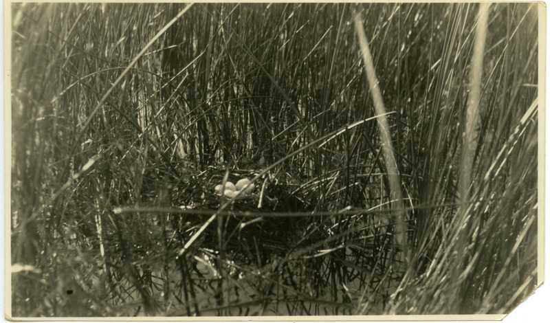 A floating Pied-billed Grebe nest containing seven eggs, with the covering removed, June 22, 1922. Photograph originally titled "Nest and Eggs of Pied Billed Grebe." Rosene provides details on back of photograph.