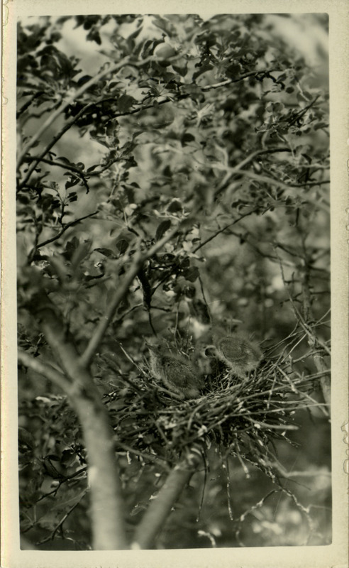 Young Green Herons sitting in a nest located in an apple orchard near Ogden, June 24, 1934. Photograph originally titled "Young Green Heron in Nest in Apple Orchard." Rosene provides details on back of photograph.