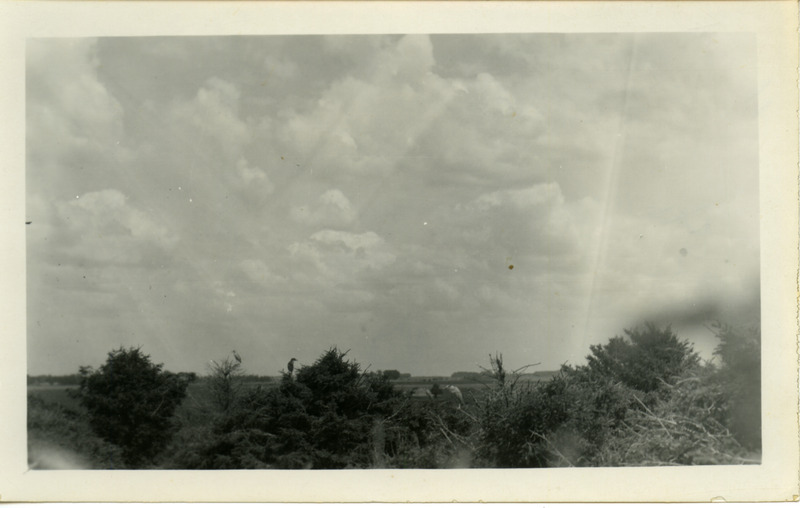 A Black-crowned Night Heron colony in the tops of a spruce grove near Paton, June 26, 1928. Photograph originally titled "Black Crowned Night Heron Colony." Rosene provides details on back of photograph.