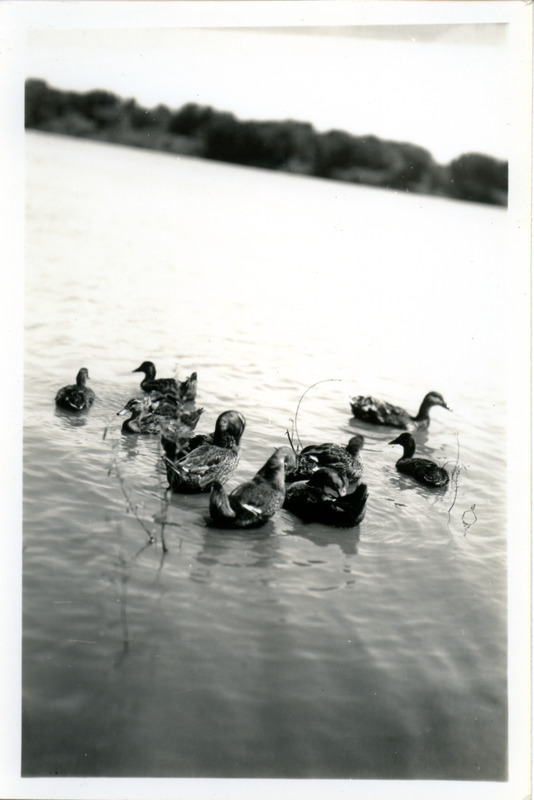 A Mallard hen and ten ducklings swimming on the Mississippi River near McGregor, August 1935. Photograph originally titled "Mallard Hen with Ten Young On Mississippi River." Rosene provides details on back of photograph.