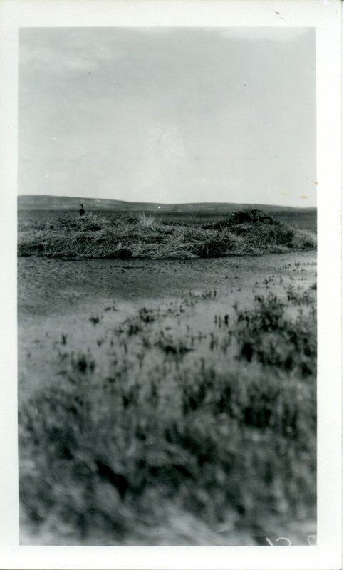 A female Pintail Duck standing in a grassy area on the Brady Ranch, Atkinson, Nebraska, May 29, 1929. Photograph originally titled "Female Pintail Duck, Brady Ranch." Rosene provides details on back of photograph. This photograph related to a photograph of a bird watching blind: https://avian.lib.iastate.edu/documents/7003/view.