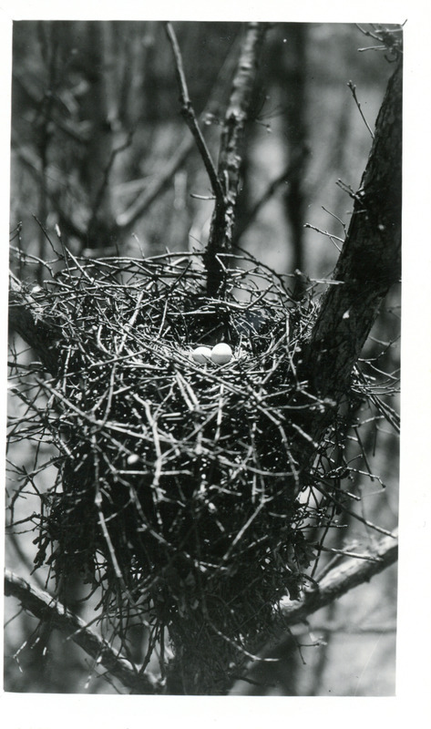 A Cooper's Hawk nest containing two eggs, located at the top of a white oak tree in Litchfield Woods, May 1, 1932. Photograph originally titled "Nest and two eggs of the Cooper's Hawk." Rosene provides details on back of photograph.