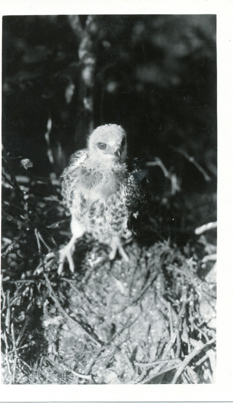 A young Red-tailed Hawk sitting in a nest, May 24, 1929. Photograph originally titled "Young Red Tail Hawk in nest." Rosene provides details on photograph.