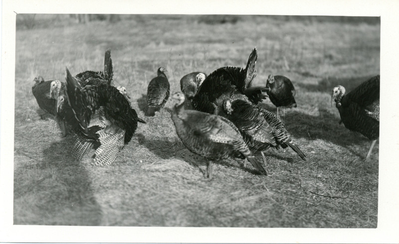 A flock of Wild Turkeys located at Ledges State Park, February 28, 1932. Photograph originally titled "Wild Turkeys at Ledges State Park." Rosene provides details on back of photograph.