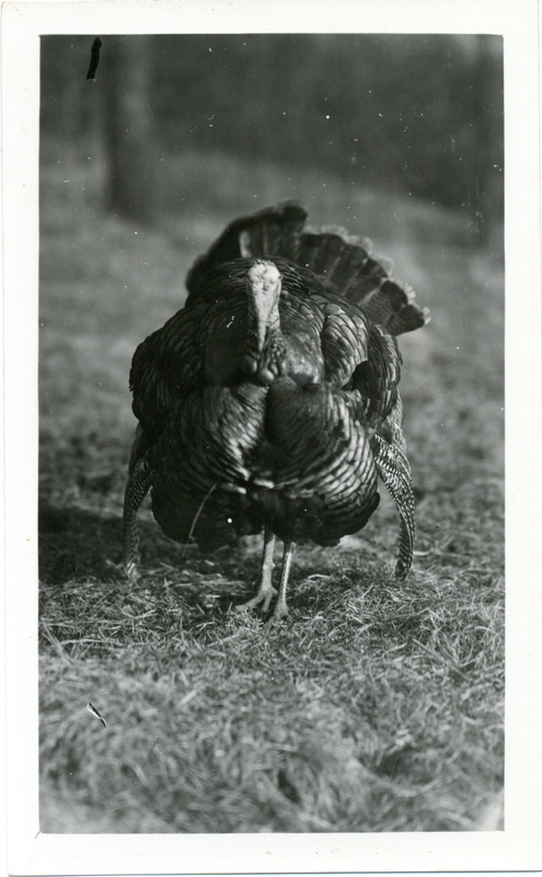 A male Wild Turkey standing in a grassy area at Ledges State Park, February 28, 1932. Photograph originally titled "Wild turkey gobbler at Ledges State Park." Rosene provides details on back of photograph.