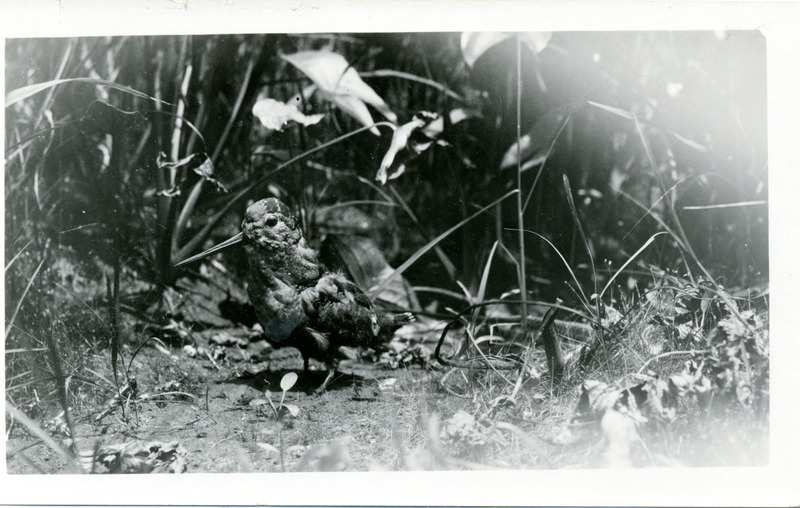 A mounted specimen of a Woodcock placed outside. Photograph originally titled "Woodcock, mounted specimen." Rosene provides details on back of photograph.