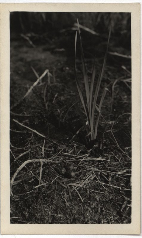 A Black Tern nest containing three eggs, located at Long Pond, June 15, 1932. Photograph originally titled "Nest of Black Tern at Long Pond." Rosene provides details on back of photograph.