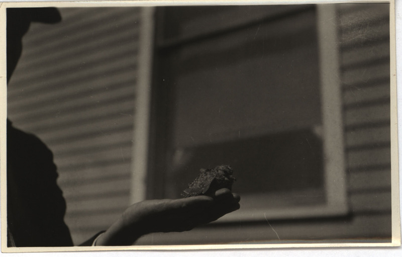 An unidentified person holding a young Mourning Dove in their hand, September 11, 1923. Photograph originally titled "Young Mourning Dove." Rosene provides details on back of photograph.