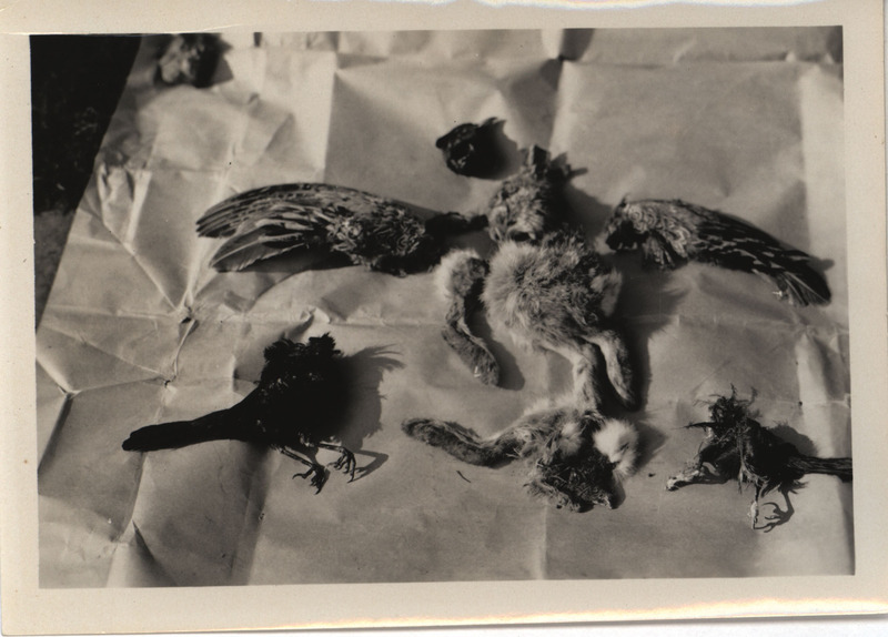 The contents found in a Great Horned Owl nest, located at Beaver Creek, April 4, 1935. The contents of the nest included two Grackles, parts of two rabbits, the head and wing of a male Pheasant, and three pellets. Photograph originally titled "Contents of Horned Owl nest." Rosene provides details on back of photograph.