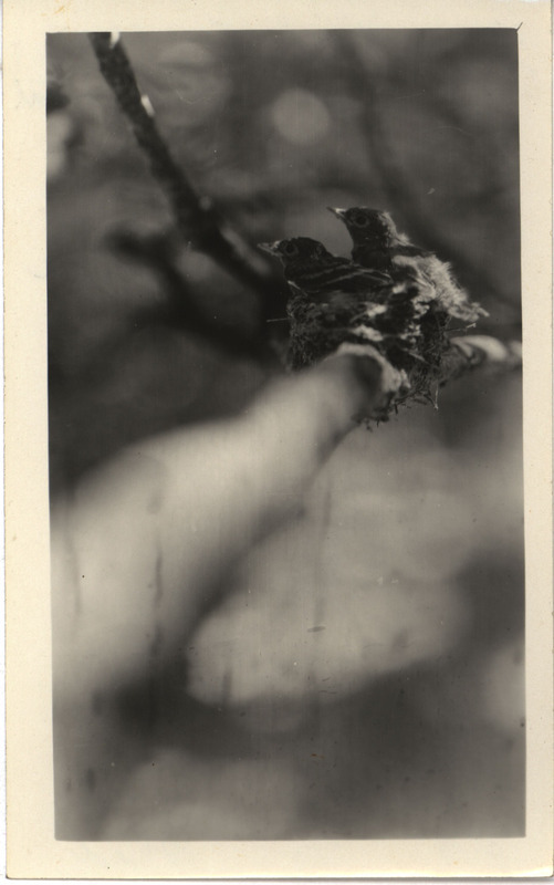 Two young Wood Pewees in a nest on a horizontal limb of an oak tree, located at McGregor, August 13, 1928. Photograph originally titled "Young Wood Pewees in nest." Rosene provides details on back of photograph.