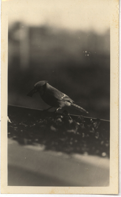 A Blue Jay eating walnuts while perching on a window feeding tray, February 2, 1931. Photograph originally titled "Blue Jay." Rosene provides details on back of photograph.