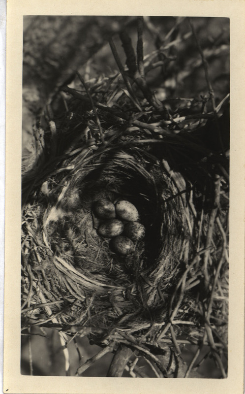 A crow nest containing five eggs, built on the branch of a tree, April 28, 1926. Photograph originally titled "Crows nest."