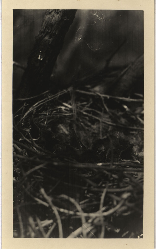 Three young crows in a nest, May 16, 1927. Photograph originally titled "Three young Crows." Rosene provides details on back of photograph.