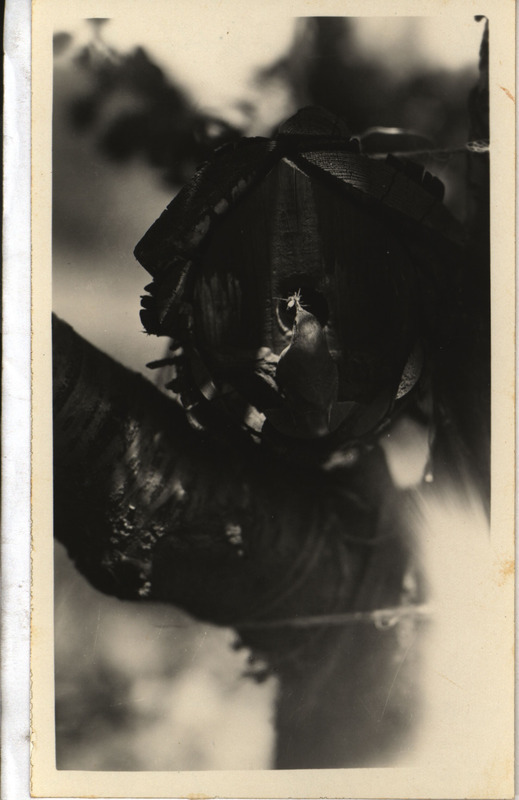 A House Wren perching by a wren house with food for young, July 27, 1933. Photograph originally titled "House Wren with food for young." Rosene provides details on back of photograph.