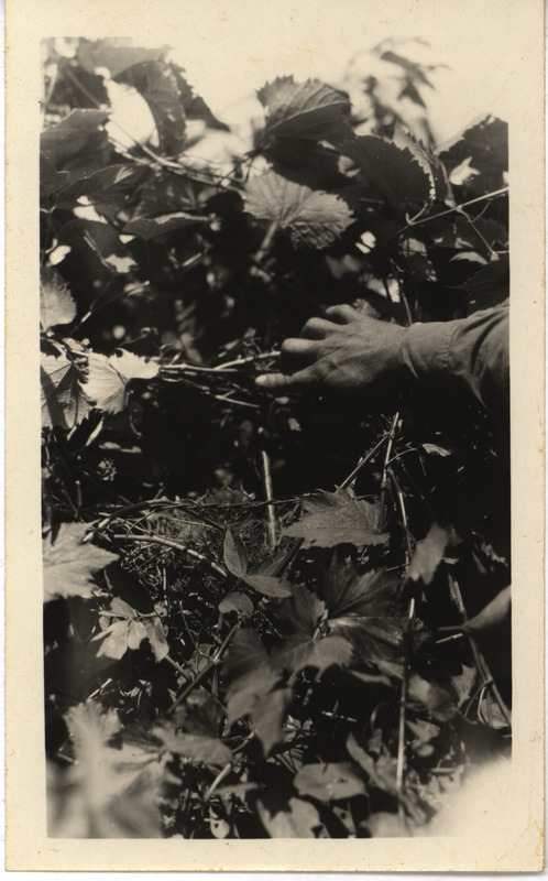 The first Mockingbird nest ever found in Polk County, June 25, 1929. The nest was built in a wild grape vine on the Ed R. Fiske farm, located southwest of Des Moines. Photograph originally titled "Nest of Mockingbirds." Rosene provides details on back of photograph.