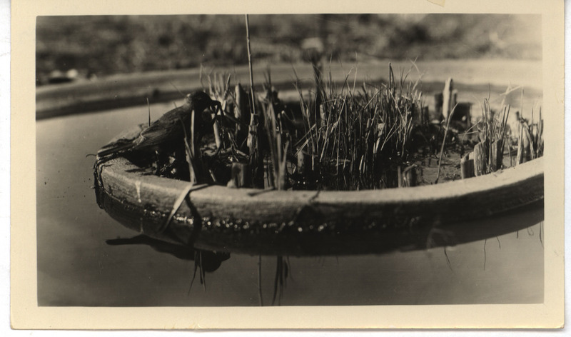 A robin gathering mud and nest materials, April 23, 1928. Photograph originally titled "Robin gathering mud and nest material." Rosene provides details on back of photograph.