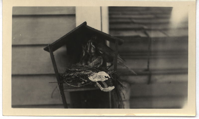 A robin perching at a nest while feeding young, May 25, 1926. Photograph originally titled "Robin feeding young." Rosene provides details on back of photograph.