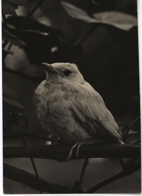 An albino robin perching on a branch. Photograph originally titled "Albino Robin." Rosene provides details on back of photograph.