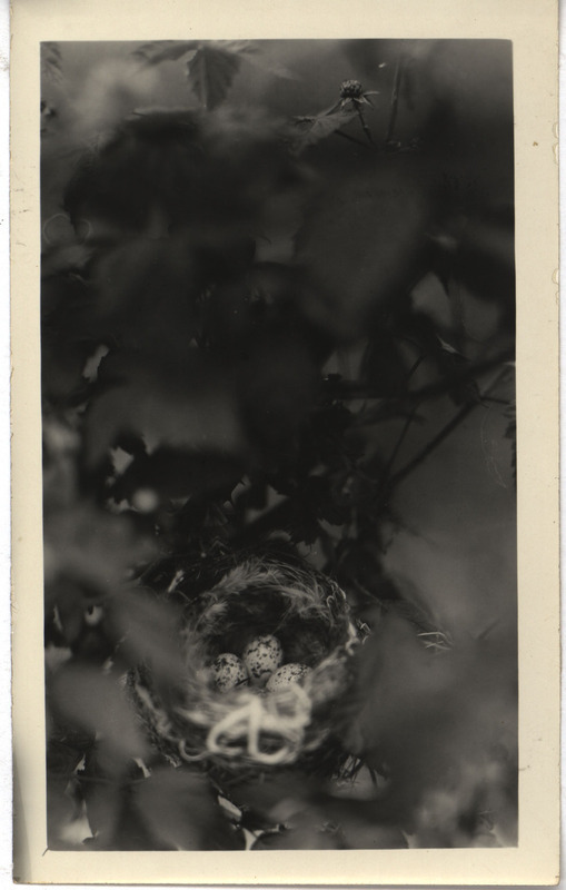 A Yellow Warbler nest containing three eggs, located in a raspberry bush in Ogden, June 15, 1927. Photograph originally titled "Nest of Yellow Warbler." Rosene provides details on back of photograph.