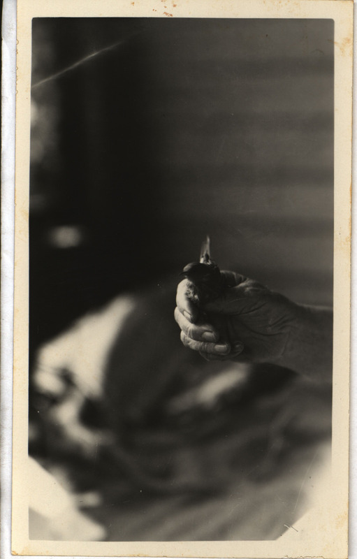 An unidentified person holding a Yellow Warbler that was stunned from flying against Rosene's house, July 11, 1933. Photograph originally titled "Yellow Warbler." Rosene provides details on back of photograph.