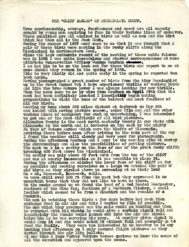 An essay written by Walter Rosene detailing a trip to Allamakee County to view and photograph a pair of Duck Hawks (Peregrine Falcons) that were nesting in a cavity on the face of a rocky cliff towering Mississippi River. Rosene conveys the process of locating the nest, as well as the equipment and measures necessary to photograph four young Duck Hawks found in the nest cavity.