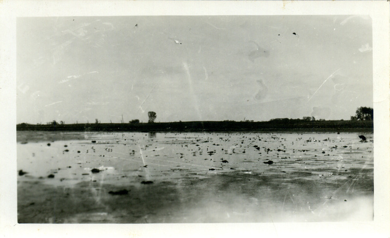 A flock of approximately 250 shore birds feeding on the Kirkendall Pond, May 24, 1925. The flock included eight Red-backed Sandpipers, three Semipalmated Plovers, Least Sandpipers, Semipalmated Sandpipers, Wilson's Phalarope, and one Stilt Sandpiper. Photograph originally titled "Shore birds feeding on pond." Rosene provides details on back of photograph.