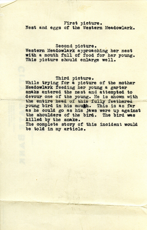 Details and photographs of three different Western Meadowlark nests in various locations. The first photograph shows a Western Meadowlark nest with four eggs, May 19, 1927. The second photograph shows a Western Meadowlark approaching a nest with food, June 25, 1929. The third photograph shows a garter snake devouring a young Western Meadowlark, August 3, 1927.