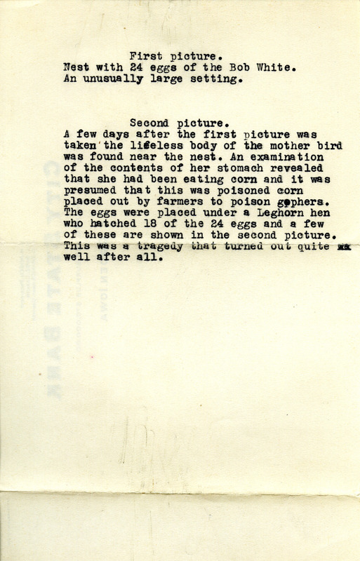 Details and photographs of a Bobwhite Quail nest with twenty-four eggs, eighteen of which were hatched by a Japanese Silkie Leghorn hen, after the mother Bobwhite died from eating poisoned corn, June 8-July 8, 1928.