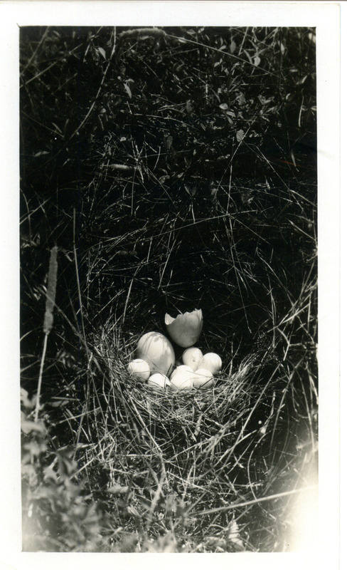 Details and photograph of a Bobwhite Quail nest with six Quail eggs and two hen eggs. The mother Bobwhite Quail brooded all eight eggs, but deserted the nest once one of the hen eggs hatched.