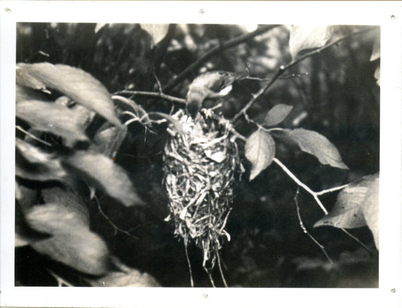 A Bell's Vireo perching by a nest, feeding the young inside, June 30, 1940. Photograph originally titled "Bell's vireo feeding young." Rosene provides details on back of photograph.