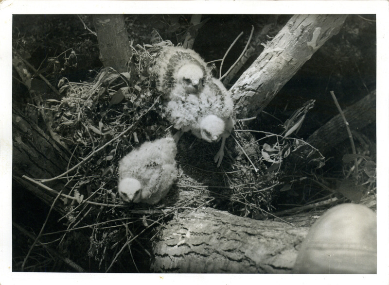 Three Red-shouldered Hawks in a nest located fifty feet up in a cottonwood tree near the High Bridge, May 18, 1941. Photograph originally titled "Red-shouldered hawks in nest." Rosene provides details on back of photograph.