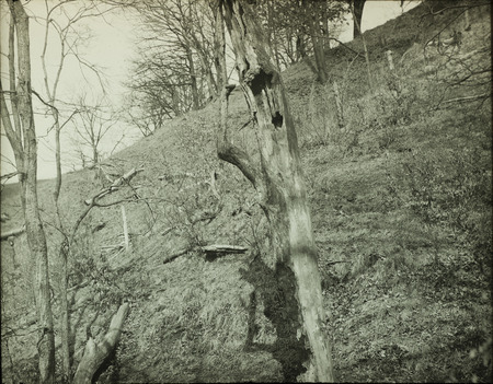 A dead tree trunk with a Barred Owl nest located inside a hollow opening, March 19, 1928. Slide originally titled "Dead Tree with Barred Owl Nest." Rosene provides details on photograph.