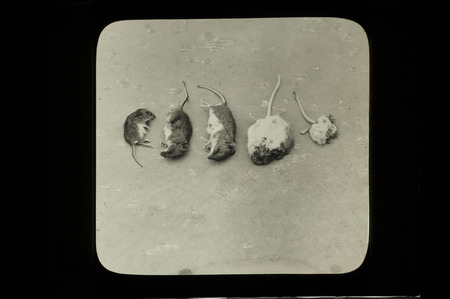 Five dead mice found in a Screech Owl nest, May 10, 1933. Slide originally titled "Mice from Screech Owl Nest." Rosene provides details on photograph.