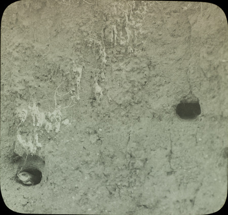 A Rough-winged Swallow peeking out of her nest built in a bank along a dry creek near Fraser, July 4, 1933. Slide originally titled "Swallow Holes in Bank (with bird)." Rosene provides details on photograph.