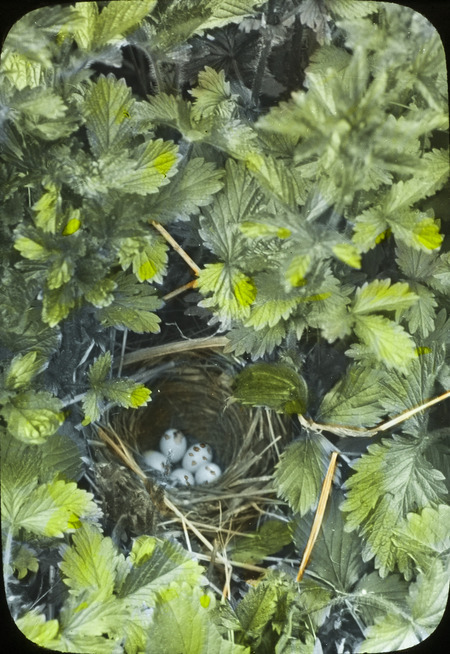 A Maryland Yellowthroat nest containing five eggs, June 20, 1926. The nest is on the ground surrounded by leaves from a strawberry plant. Slide originally titled "Maryland Yellowthroat." The lantern slide is hand-colored. Rosene provides details on photograph.