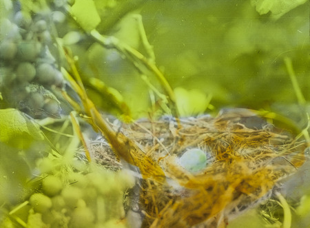 A Black-billed Cuckoo nest built in a grape vine, located in Des Moines, July 13, 1927. The nest contains one egg and one newly hatched chick. Slide originally titled "Black billed Cuckoo." The lantern slide is hand-colored. Rosene provides details on photograph.