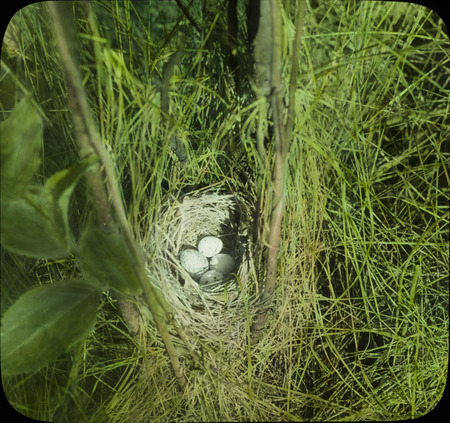 A Maryland Yellowthroat nest containing four eggs, one of them a Cowbird egg, June 22, 1933. The nest was built at Ledges State Park. Slide originally titled "Maryland Yellowthroat Nest." The lantern slide is hand-colored. Rosene provides details on slide.